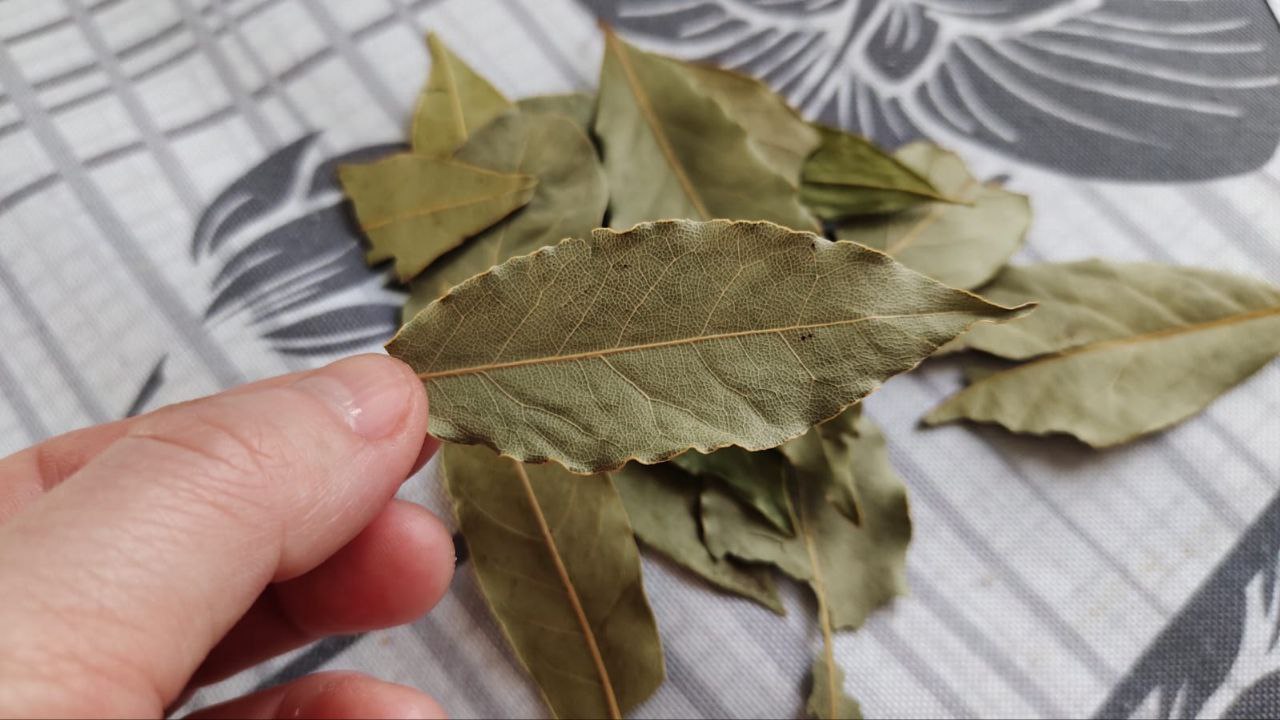 Amestecul de frunze de dafin și detergent: de ce este recomandat și la ce este util.