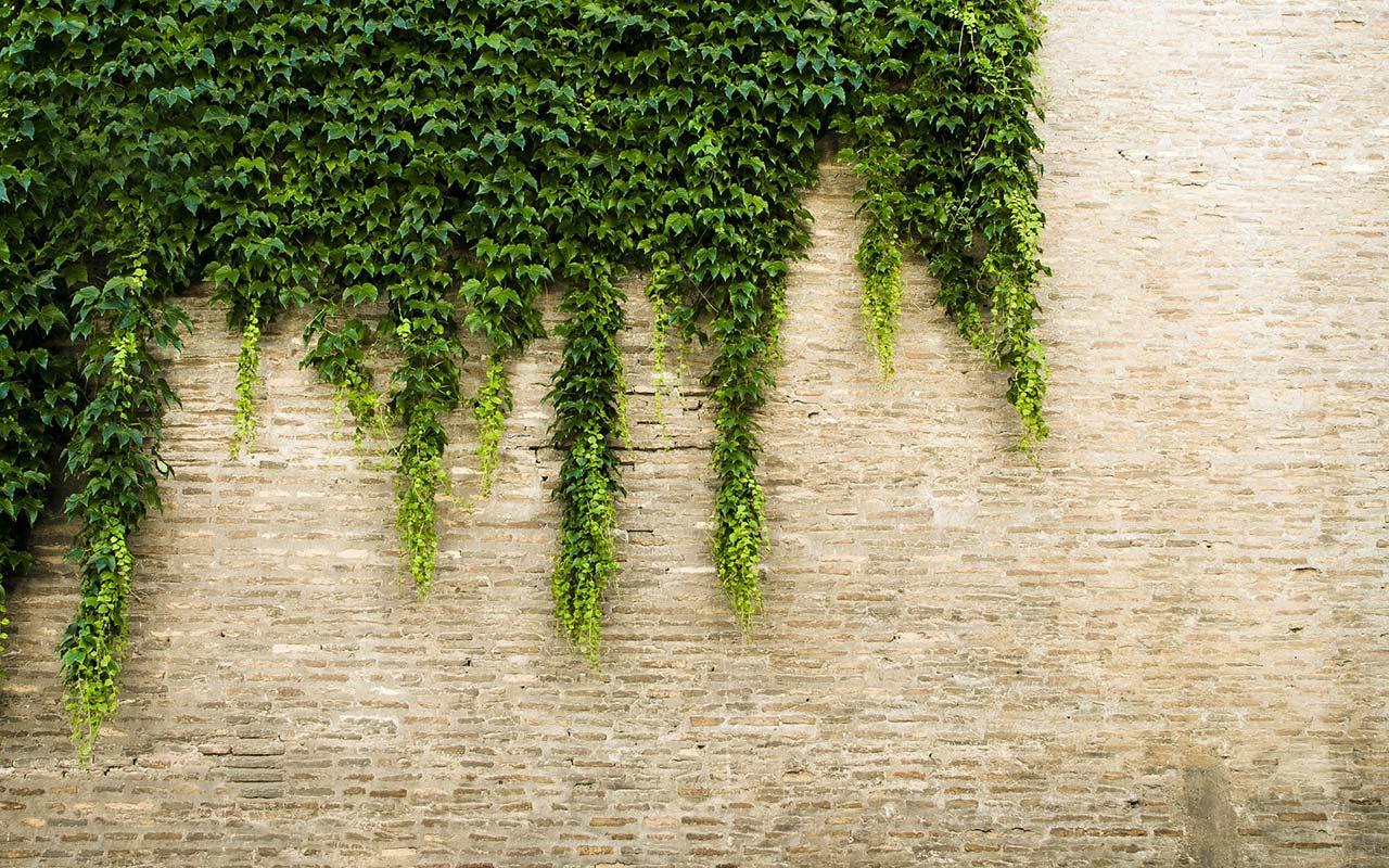 O plantă cățărătoare care ocupă primul loc în topul tendințelor: înflorește tot anul și crește rapid.