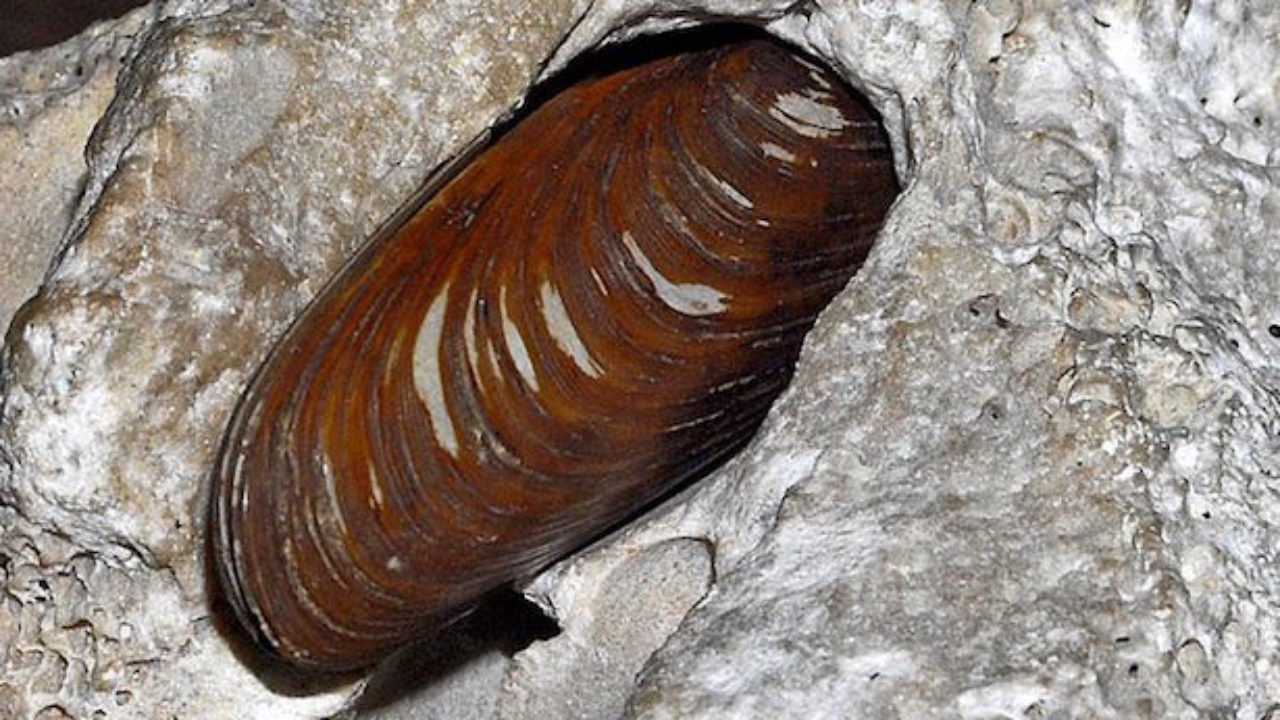 Alianța pentru salvarea „petxinoțului”: molusca care protejează echilibrul Albufeirei și se află în pericol de dispariție.