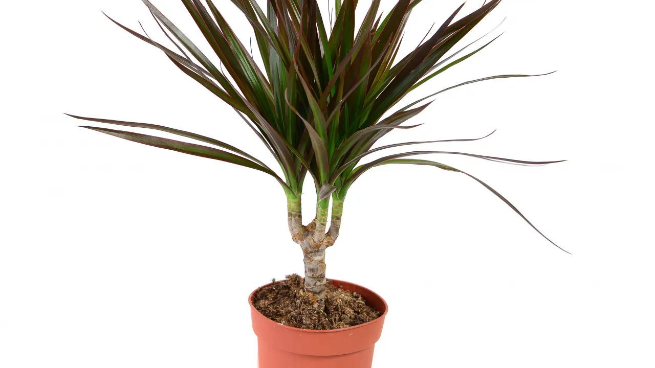 Planta ideală pentru colțuri mici: crește vertical și nu ocupă mult spațiu.