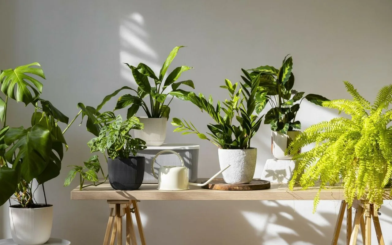 Ghid practic pentru îngrijirea plantelor în timpul caniculei.