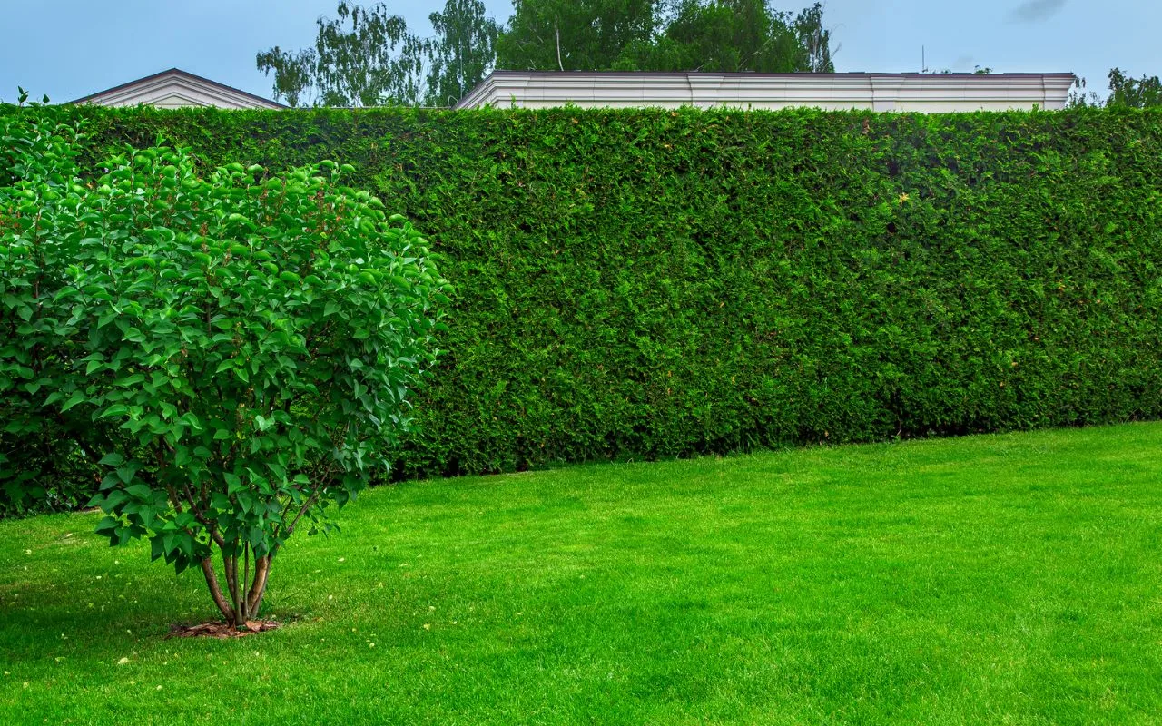 Creați o gard viu în câteva luni: 3 plante cu creștere rapidă pentru grădina dvs.