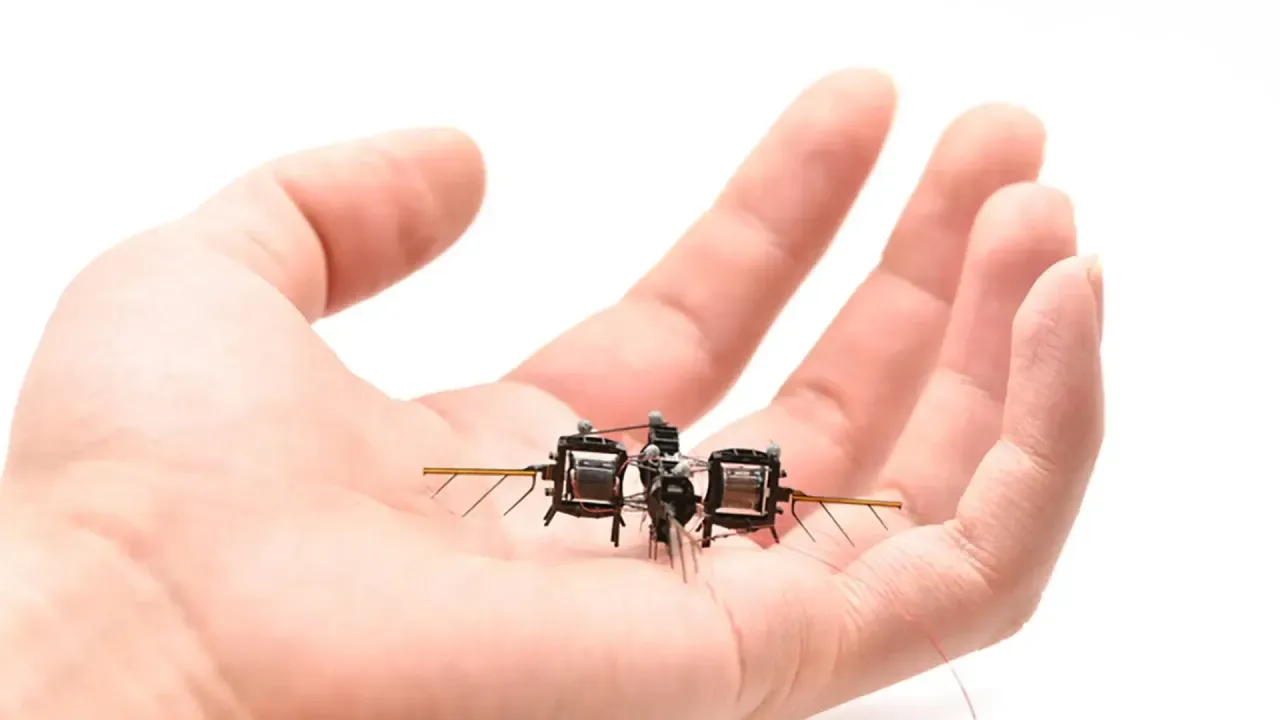 Incredibil, dar adevărat: Germania a creat un robot care vorbește limba albinelor și comunică cu ele.