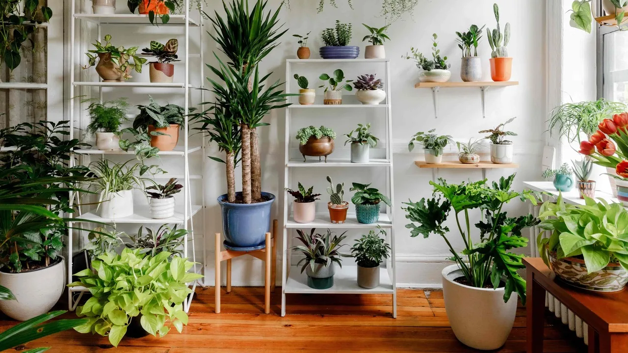 Ce înseamnă, din punct de vedere psihologic, să-ți umpli casa cu plante?