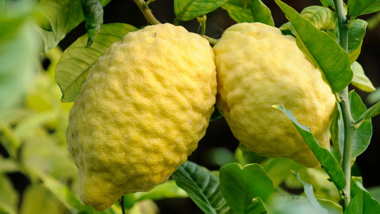 Lămâi: de ce este recomandat să adăugați coji de portocală în sol și la ce servesc acestea.