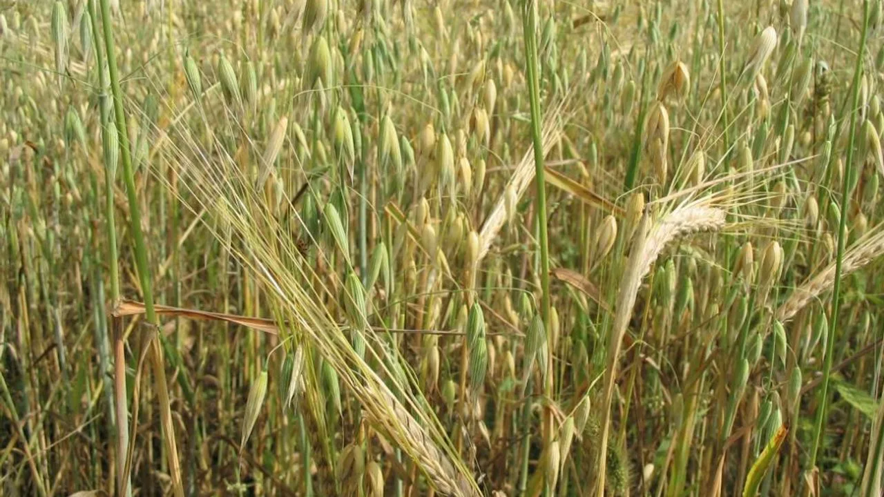 De ce ovăzul este un aliat cheie în controlul nivelului de colesterol, digestie și sațietate