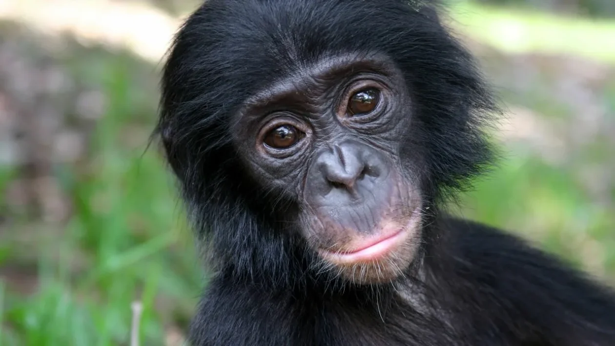 Bonobo