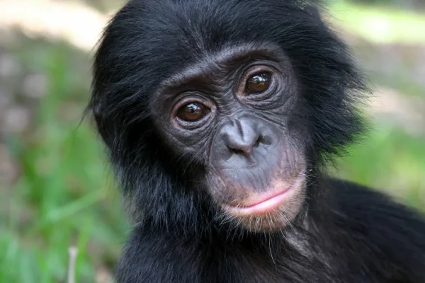Bonobo
