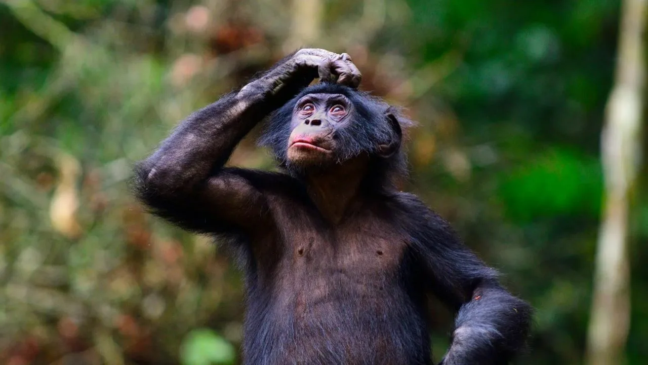 Bonobo și puterea imaginației: o descoperire care rescrie limitele minții animalelor.