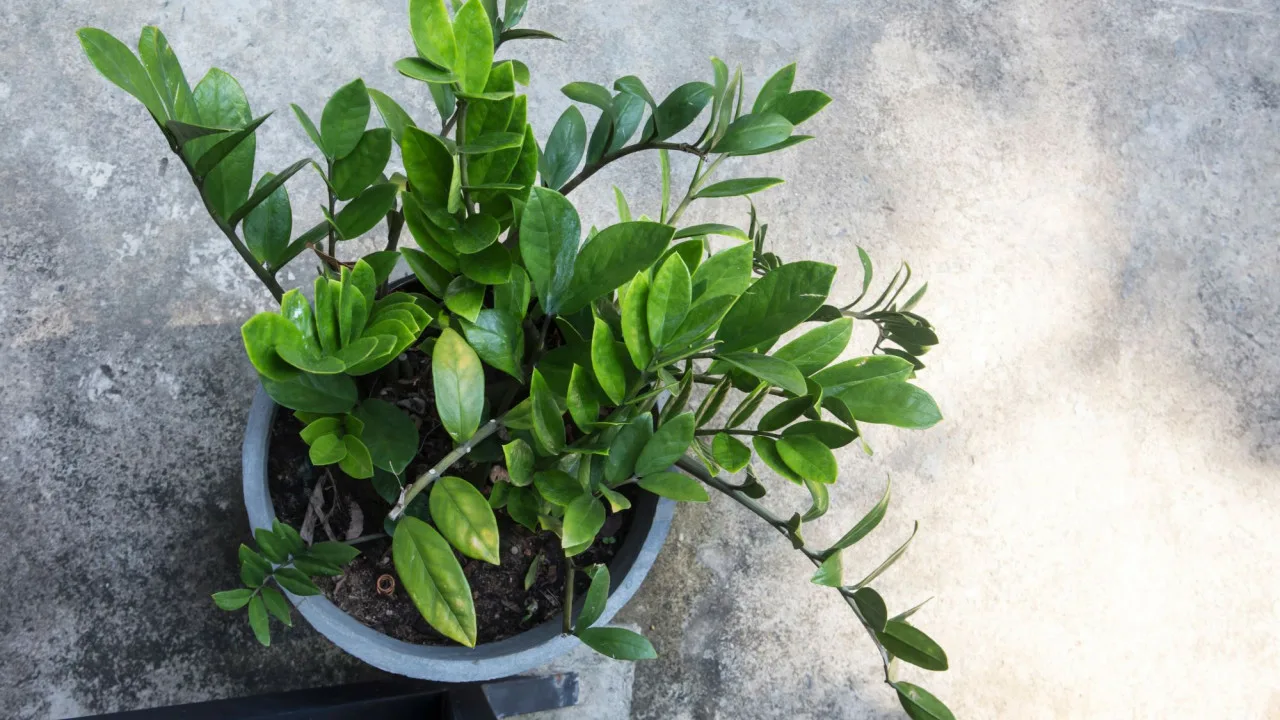 Planta „nemuritoare” care a devenit un trend în birouri: de ce toată lumea vrea să o aibă pe biroul său.