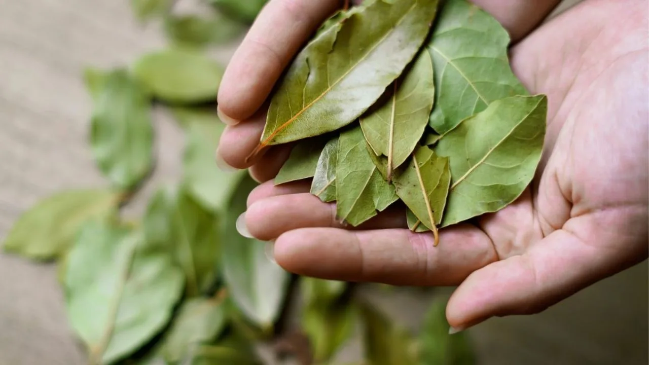 Amestecul de frunze de dafin și bicarbonat de sodiu: de ce este recomandat și la ce servește.