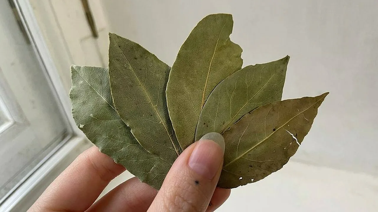 Amestecul de frunze de dafin și bicarbonat de sodiu: la ce este util și de ce este recomandat.