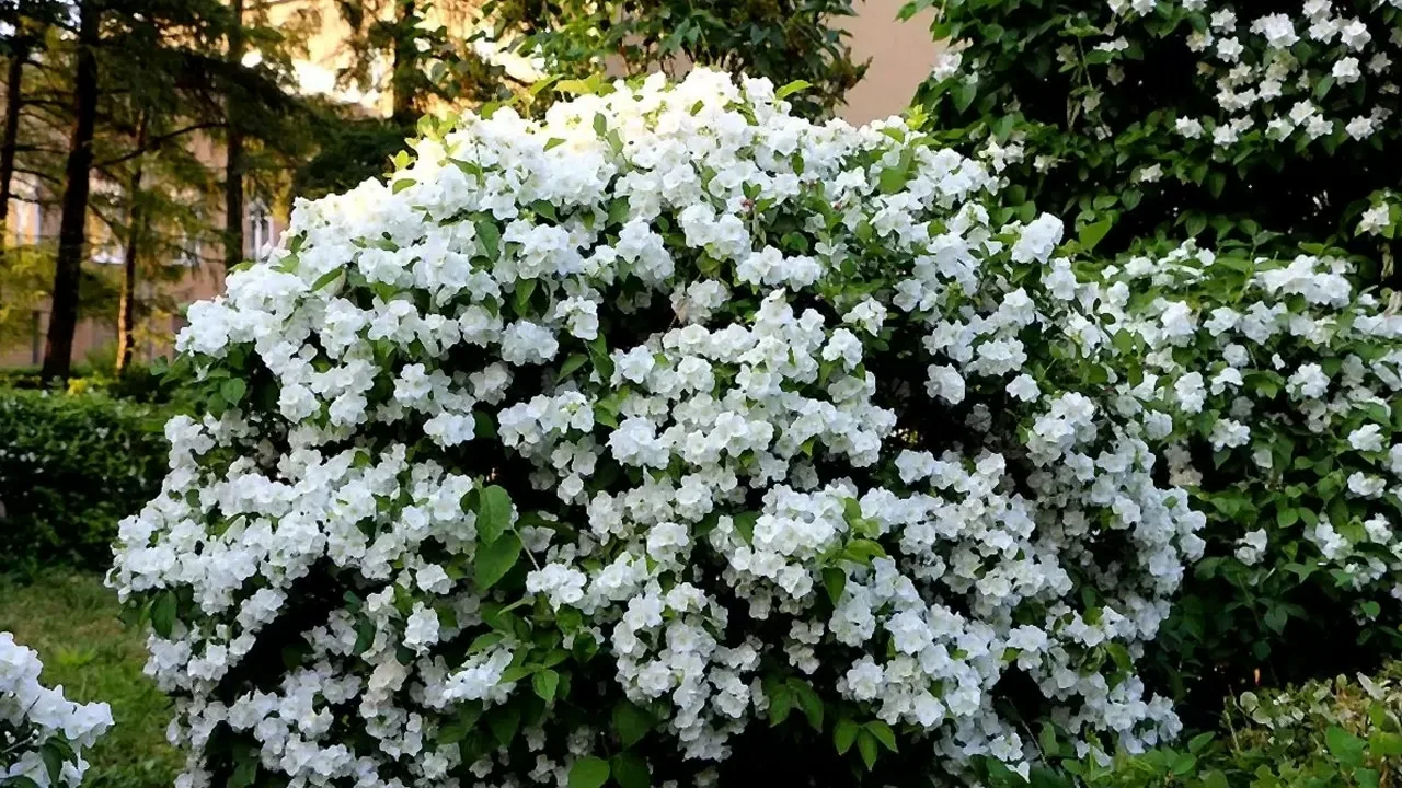 Legarea ramurilor de iasomie: ce avantaje are planta?