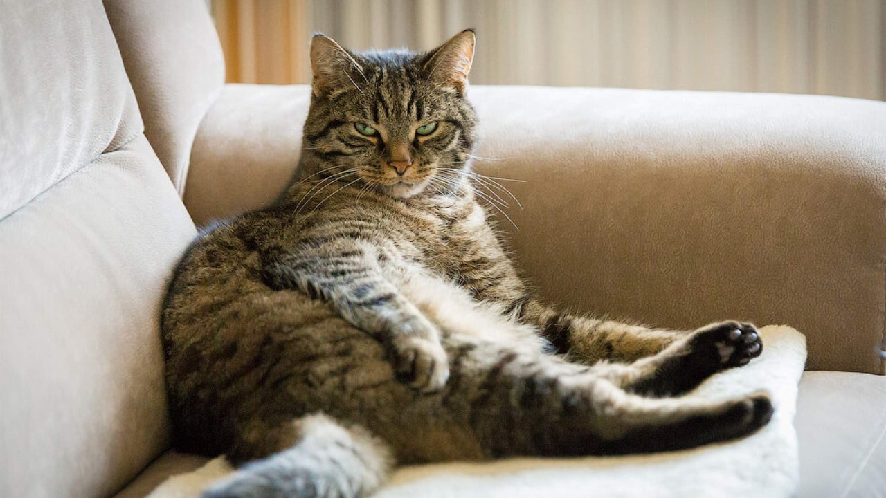 Anunț important din partea medicilor veterinari pentru persoanele care locuiesc împreună cu pisici și copii.