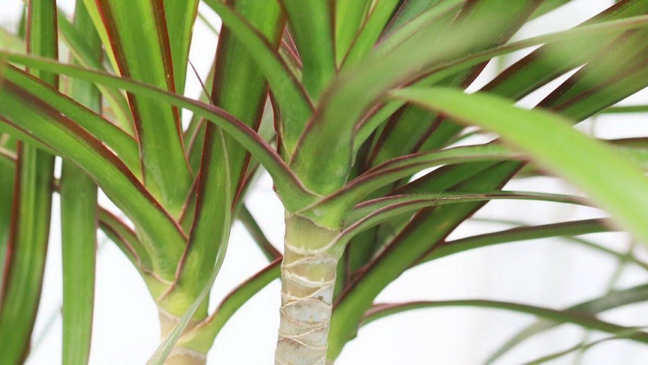 Planta ideală pentru colțuri mici: crește vertical și nu ocupă mult spațiu.