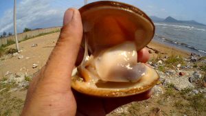 Alianța pentru salvarea „petxinoțului”: molusca care protejează echilibrul Albufeirei și se află în pericol de dispariție.