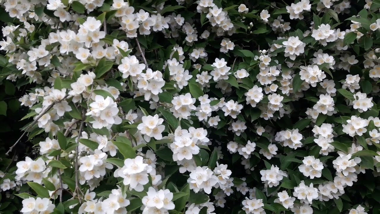 Legarea ramurilor de iasomie: ce avantaje are planta?