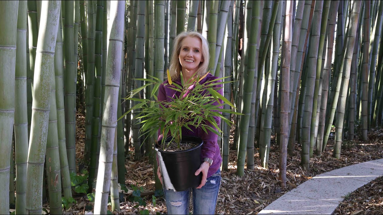 Dacă se află în apropiere, transplantați-le: 5 copaci care nu trebuie plantați niciodată lângă casă.