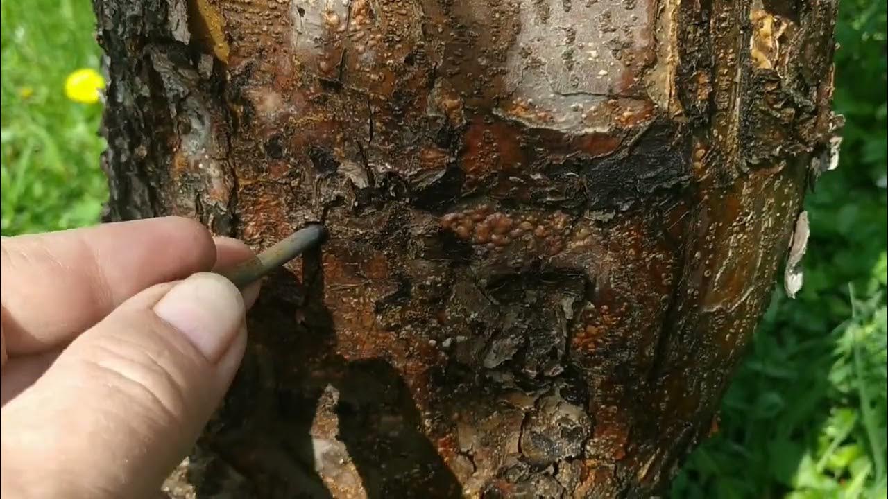 Bateți 3 cuie în trunchiul unui lămâi: de ce este necesar și de ce este recomandat.