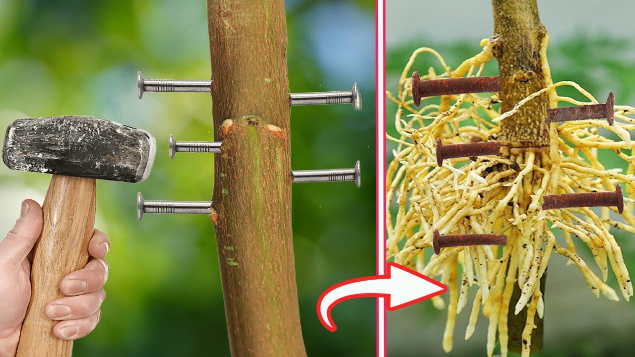 Bateți 3 cuie în trunchiul unui lămâi: de ce este necesar și de ce este recomandat.