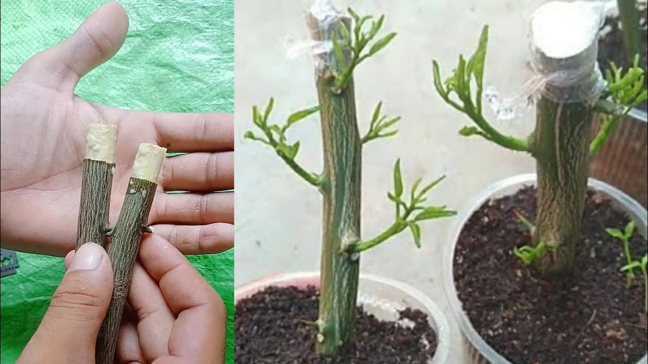 Bateți 3 cuie în trunchiul unui lămâi: de ce este necesar și de ce este recomandat.