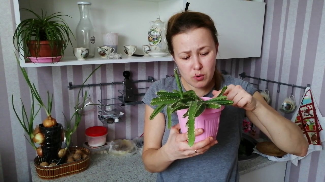 Dacă aveți furci vechi, aveți un adevărat tezaur: 3 metode principale de protejare a plantelor.