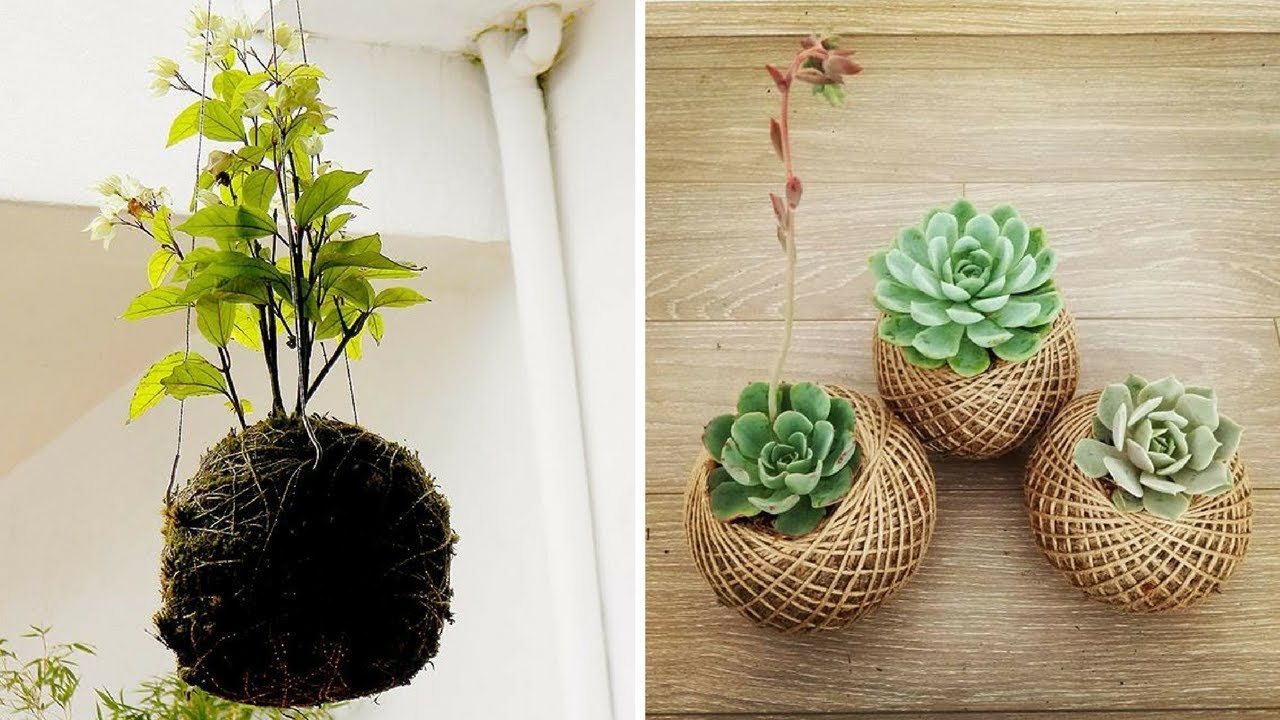 Cum să faci kokedama cu mâinile tale fără ghivece în 15 minute