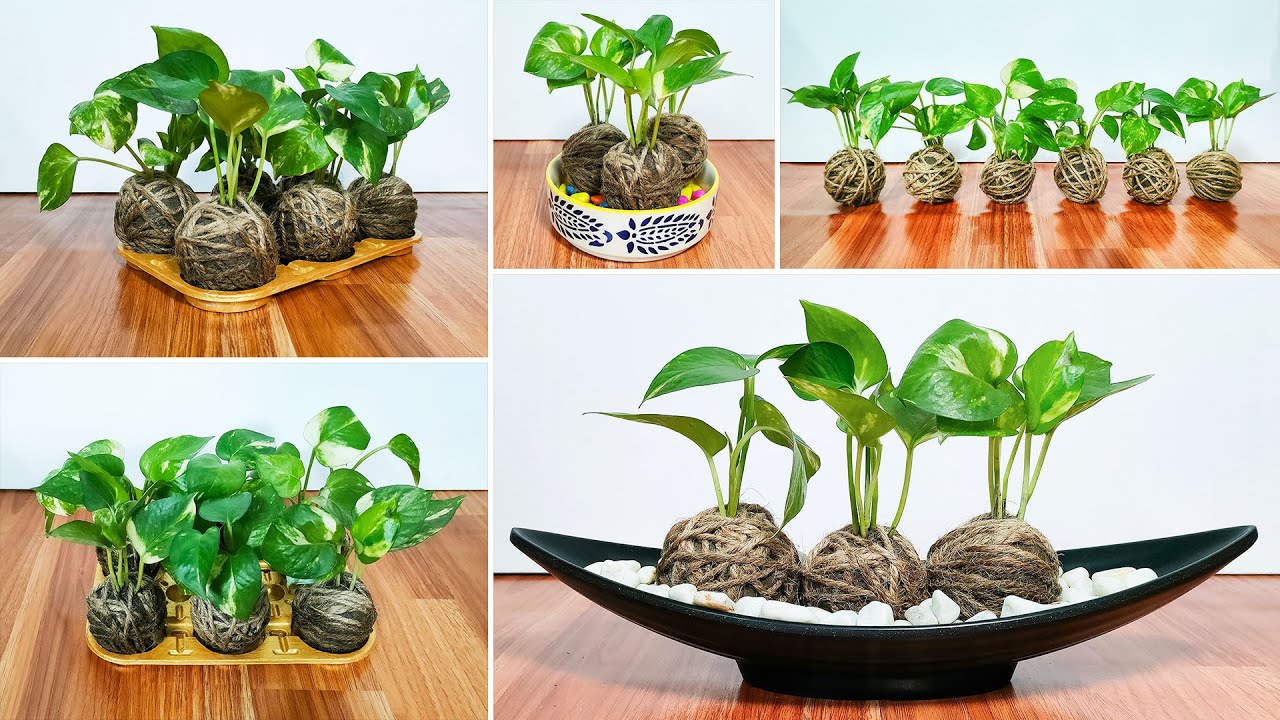 Cum să faci kokedama cu mâinile tale fără ghivece în 15 minute