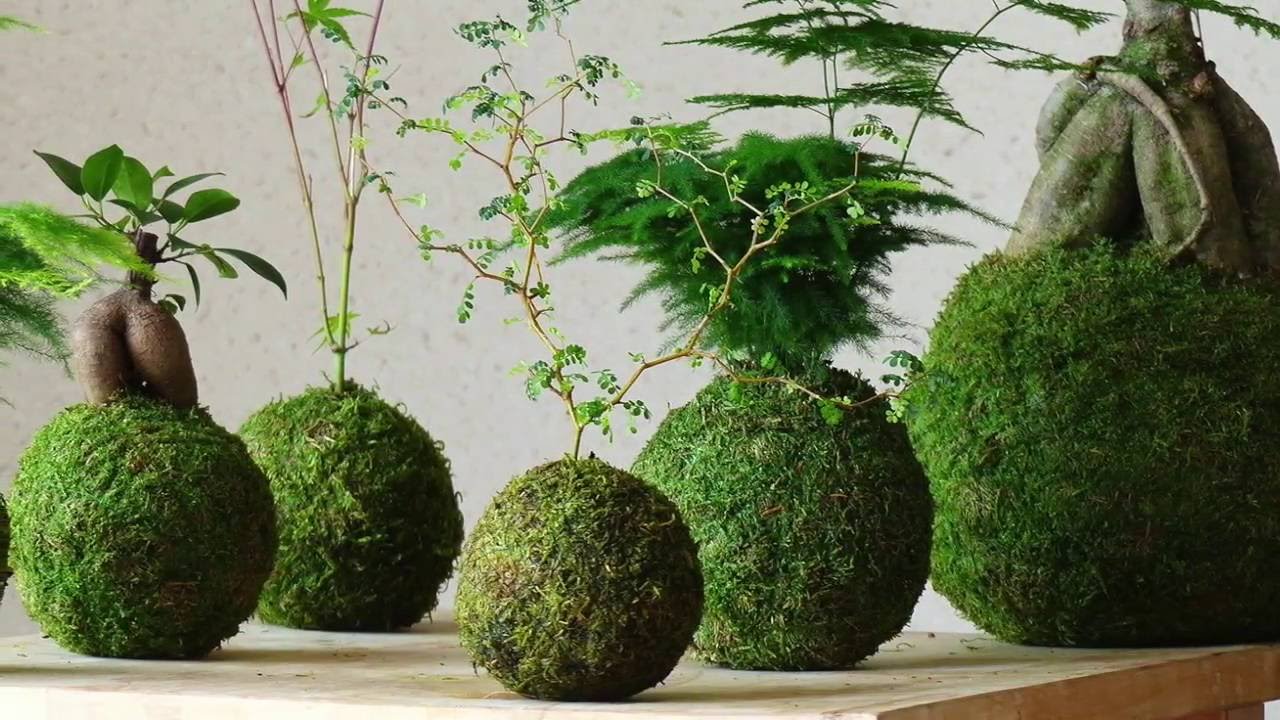 Cum să faci kokedama cu mâinile tale fără ghivece în 15 minute