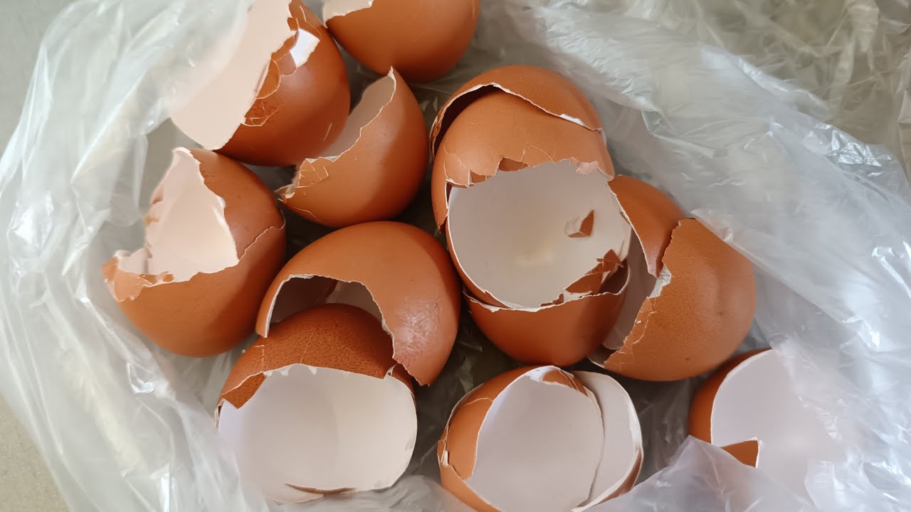 Cum să pui coji de ouă într-un termos pentru mate: de ce este necesar și când trebuie făcut acest lucru.