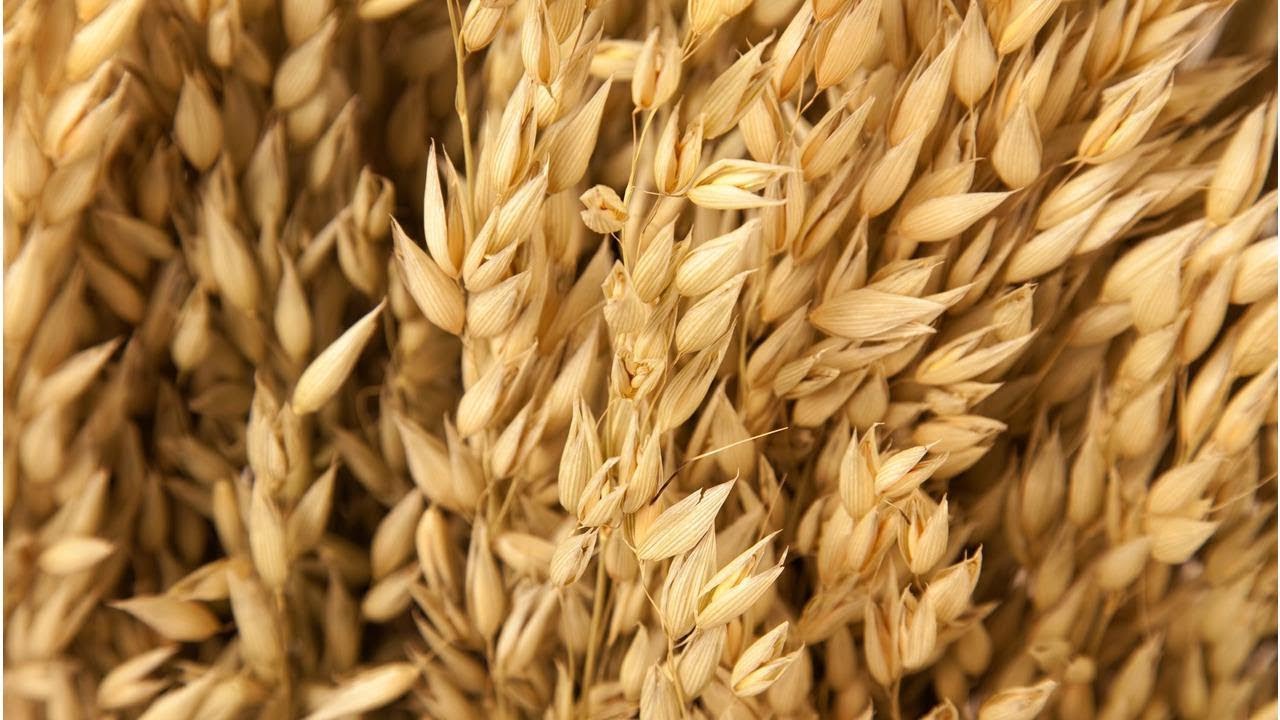 De ce ovăzul este un aliat cheie în controlul nivelului de colesterol, digestie și sațietate