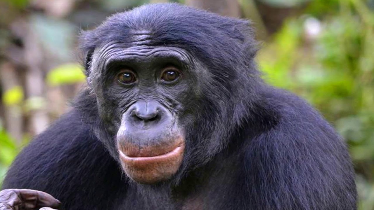 Bonobo și puterea imaginației: o descoperire care rescrie limitele minții animalelor.