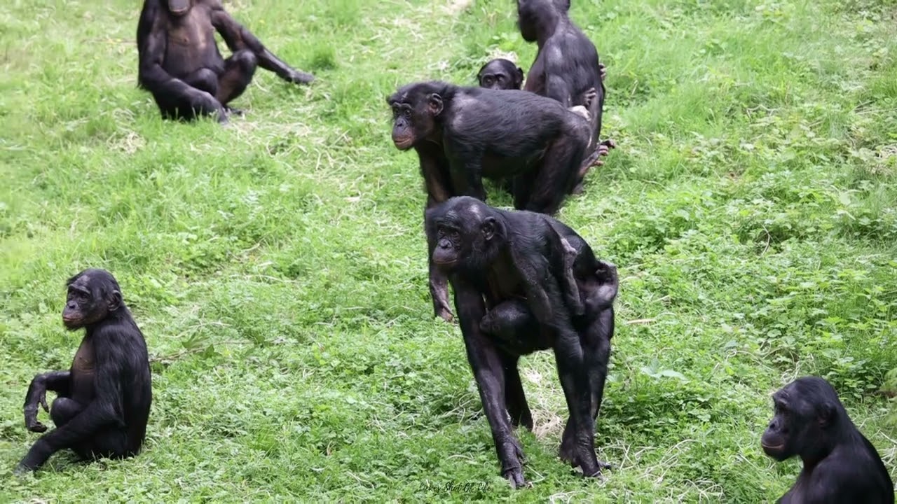 Bonobo și puterea imaginației: o descoperire care rescrie limitele minții animalelor.