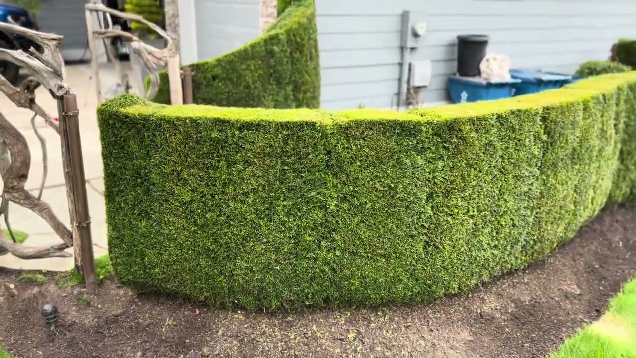 Începând din martie, proprietarii de case ale căror copaci sau garduri vii se află la o distanță mai mică de doi metri sau 50 cm de proprietatea vecină sunt obligați să îi taie, în caz contrar riscând amenzi.