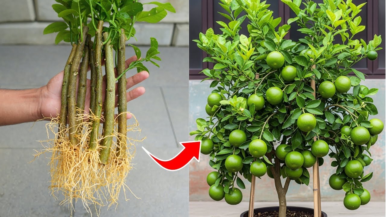 Cum să crești recolta de lămâi din pomul de lămâi cu ajutorul unei cantități mici de scorțișoară: un truc eficient pentru grădinărit.