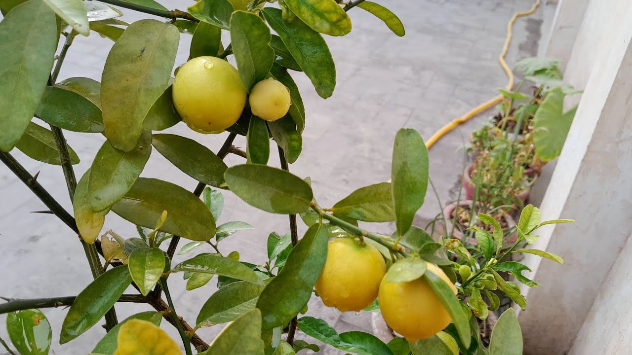 Cum să crești recolta de lămâi din pomul de lămâi cu ajutorul unei cantități mici de scorțișoară: un truc eficient pentru grădinărit.