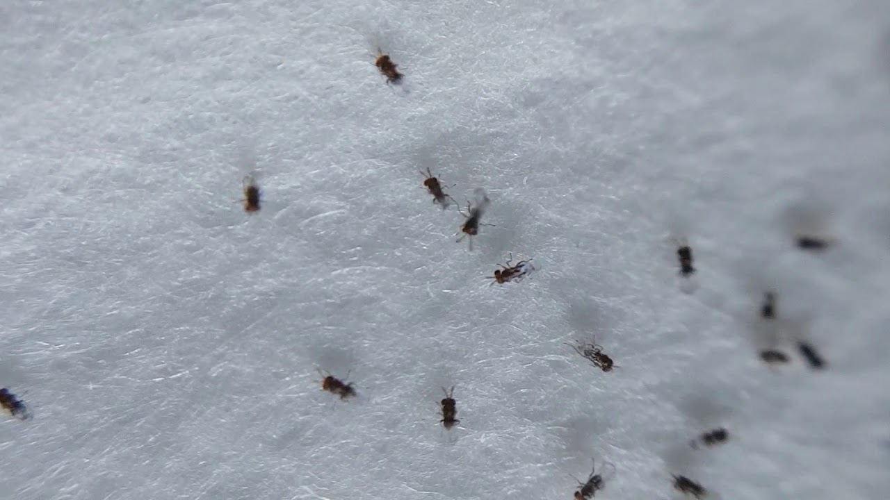 Ucide frigul intens insectele? Un expert explică ce se întâmplă de fapt cu dăunătorii în timpul iernii.