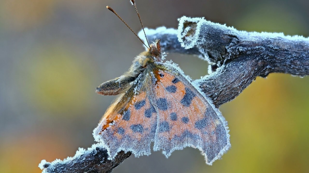 Ucide frigul intens insectele? Un expert explică ce se întâmplă de fapt cu dăunătorii în timpul iernii.
