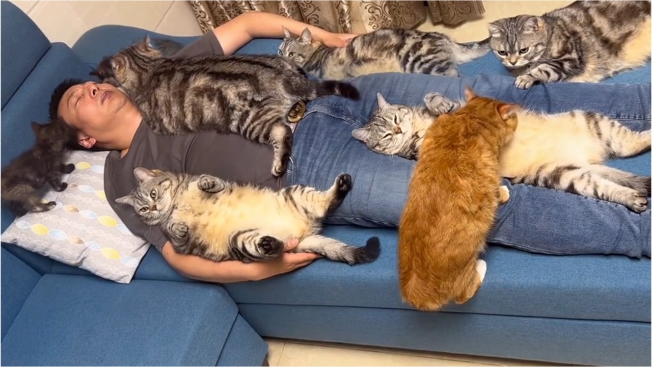 Anunț important din partea medicilor veterinari pentru persoanele care locuiesc împreună cu pisici și copii.