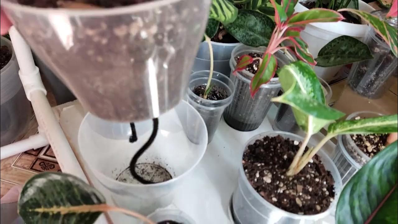 Metoda de udare cu ajutorul fitilului, care previne uscarea plantelor din interior în condiții de umiditate scăzută.