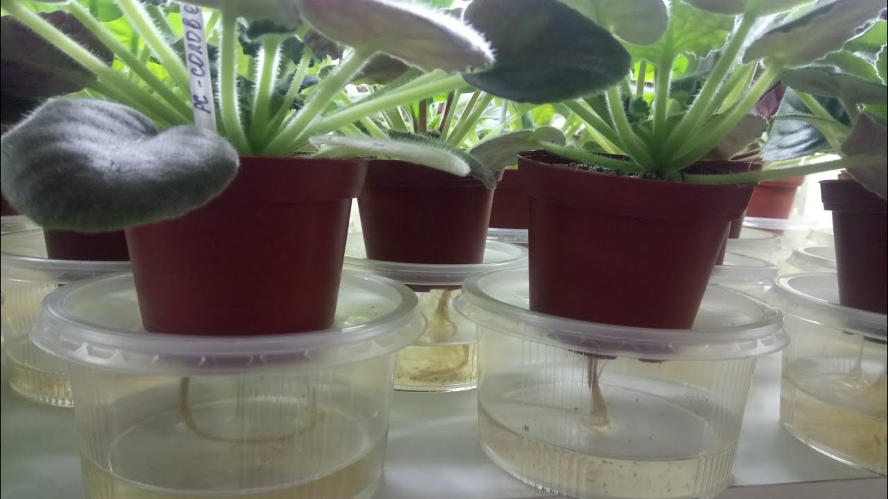 Metoda de udare cu ajutorul fitilului, care previne uscarea plantelor din interior în condiții de umiditate scăzută.