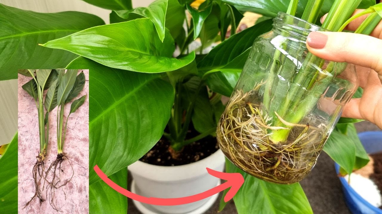 Un truc cu hârtie de bucătărie, care permite păstrarea rădăcinilor plantelor umede în timpul iernii, fără a le supraînmuia.