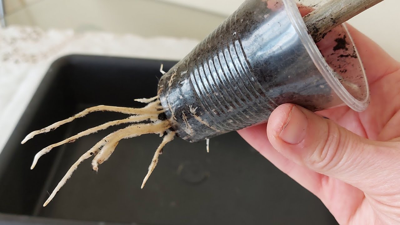 Un truc cu hârtie de bucătărie, care permite păstrarea rădăcinilor plantelor umede în timpul iernii, fără a le supraînmuia.