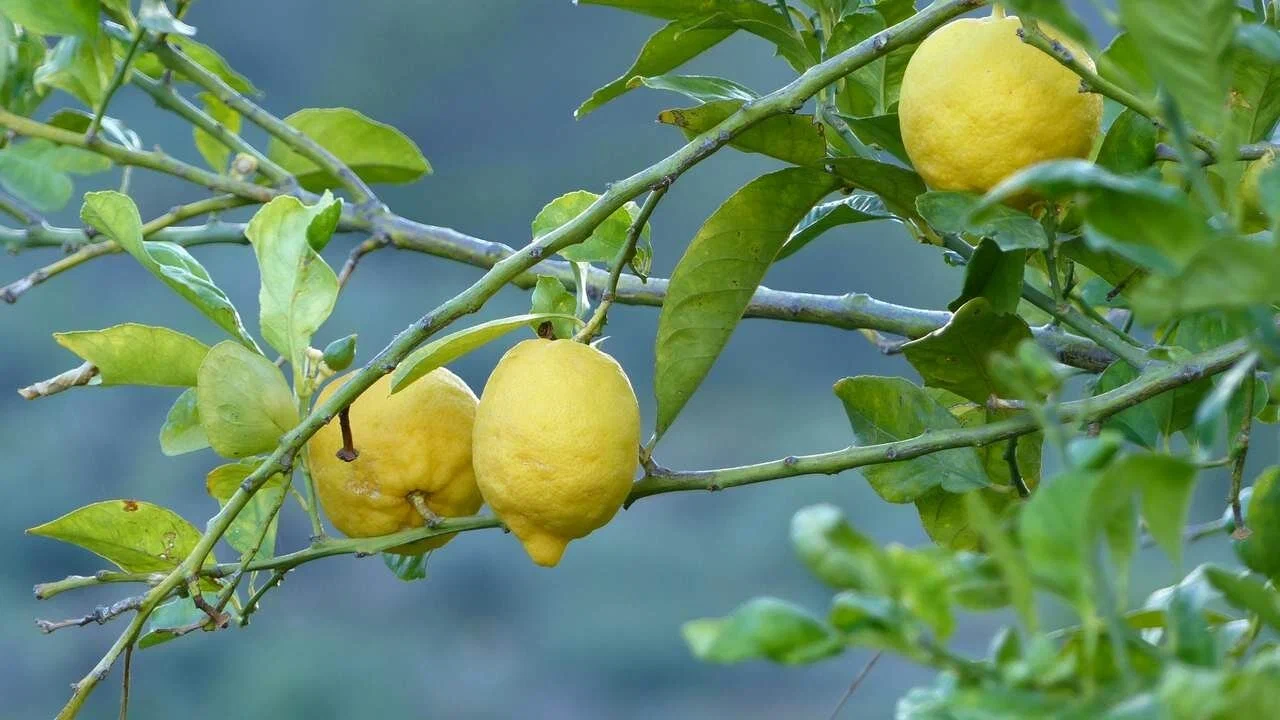 Lămâi: de ce este recomandat să adăugați coji de portocală în sol și la ce servesc acestea.