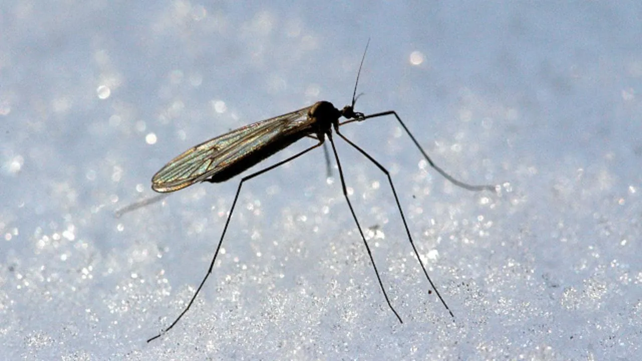 Ucide frigul intens insectele? Un expert explică ce se întâmplă de fapt cu dăunătorii în timpul iernii.