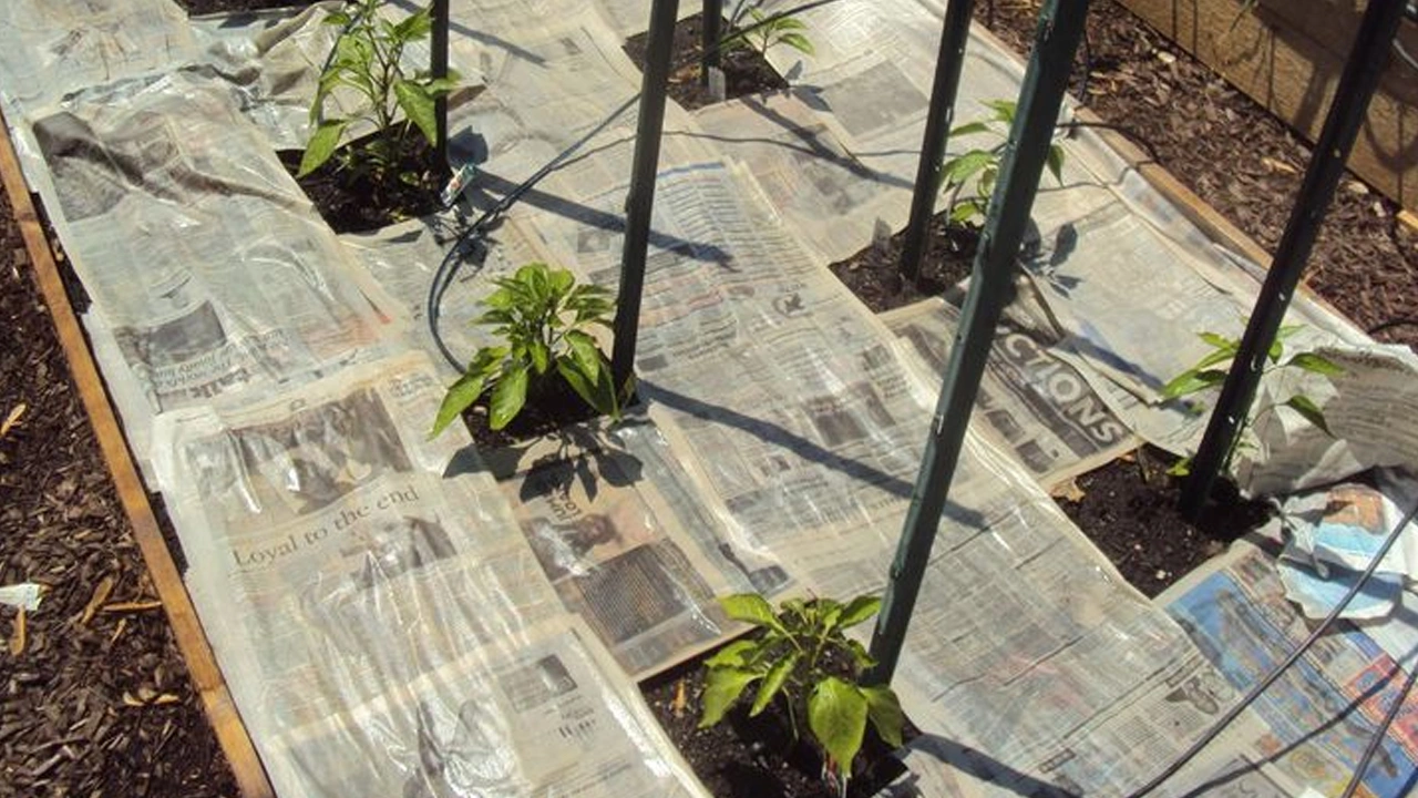 Un truc cu hârtie de bucătărie, care permite păstrarea rădăcinilor plantelor umede în timpul iernii, fără a le supraînmuia.