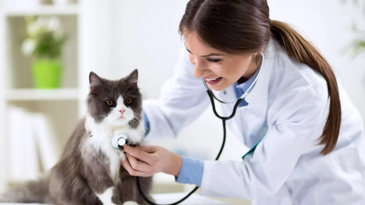 Anunț important din partea medicilor veterinari pentru persoanele care locuiesc împreună cu pisici și copii.